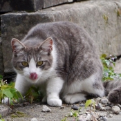 Photo de Chat domestique