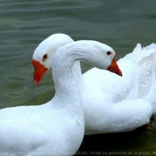 Photo de Cygne