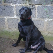 Photo de Labrador retriever