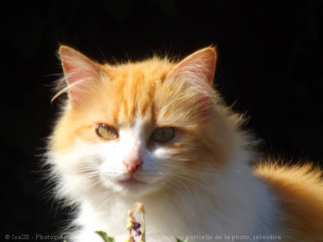 Photo de Chat domestique