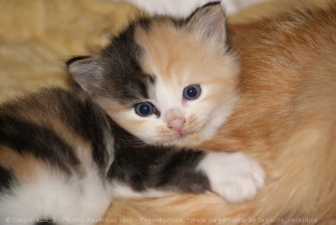 Photo de Chat domestique