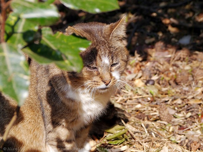 Photo de Chat domestique