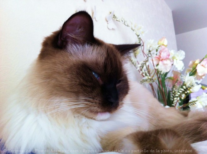 Photo de Ragdoll