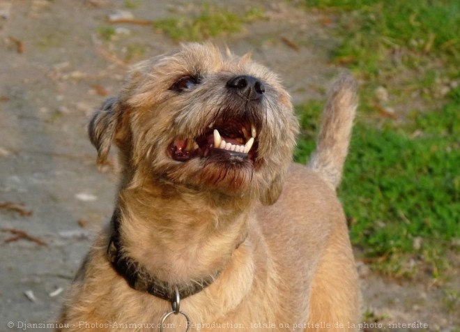 Photo de Border terrier