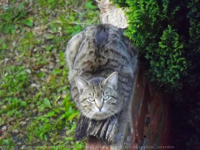 Photo de Chat domestique