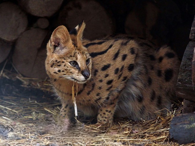 Photo de Serval