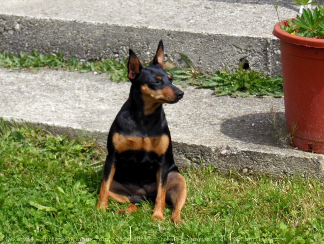 Photo de Pinscher nain