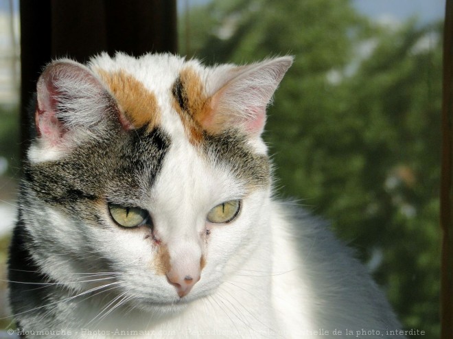 Photo de Chat domestique