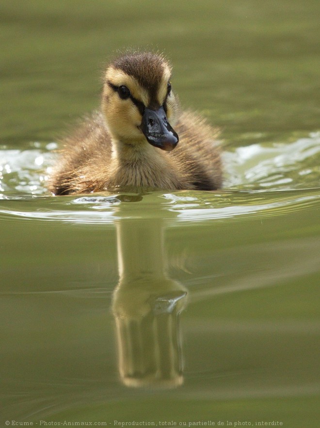 Photo de Canard