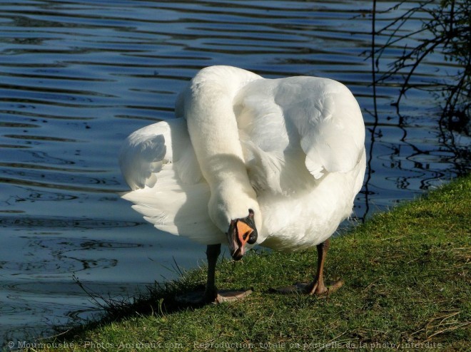 Photo de Cygne