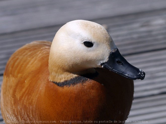 Photo de Canard tadorne casarca