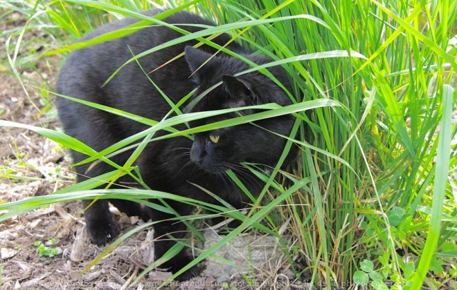 Photo de Chat domestique