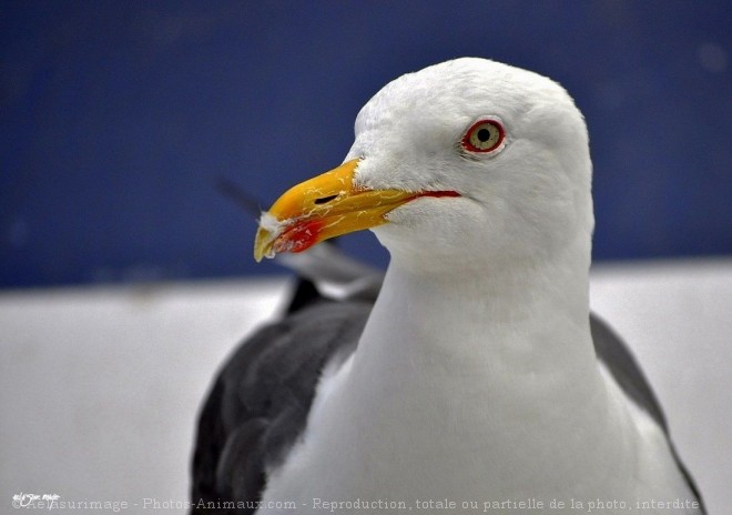 Photo de Mouette