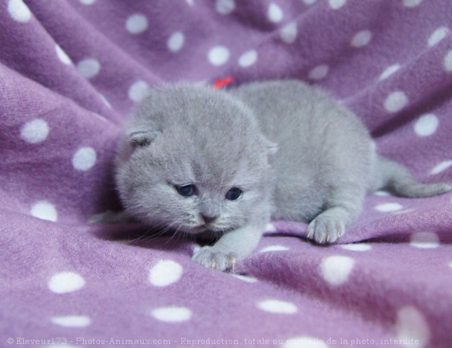 Photo de British shorthair