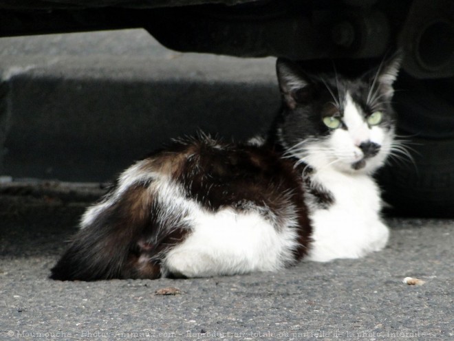 Photo de Chat domestique