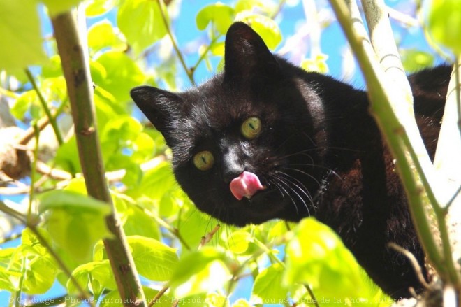 Photo de Chat domestique