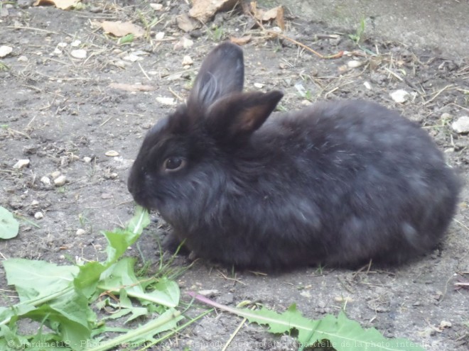 Photo de Lapin