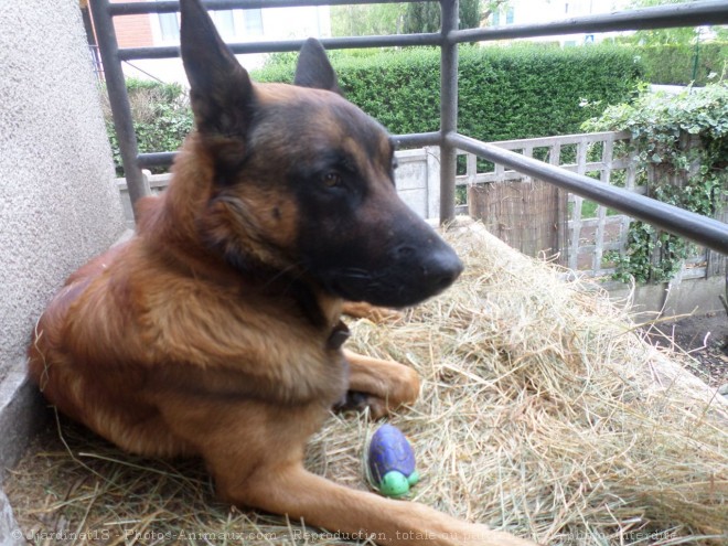 Photo de Berger belge malinois