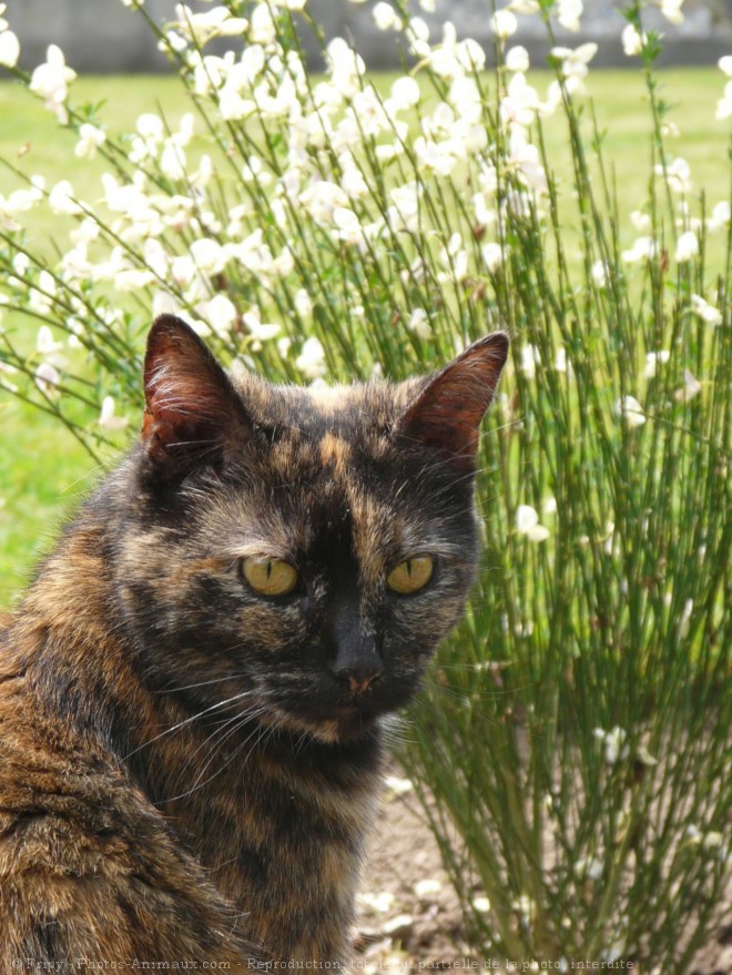 Photo de Chat domestique