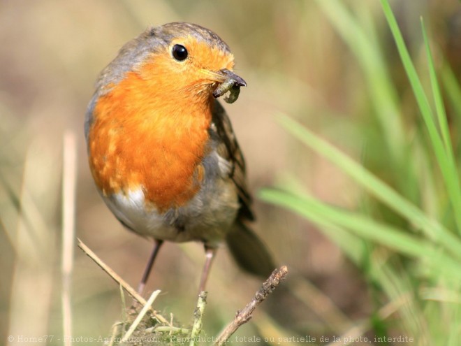 Photo de Rouge gorge