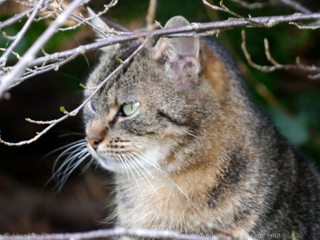 Photo de Chat domestique