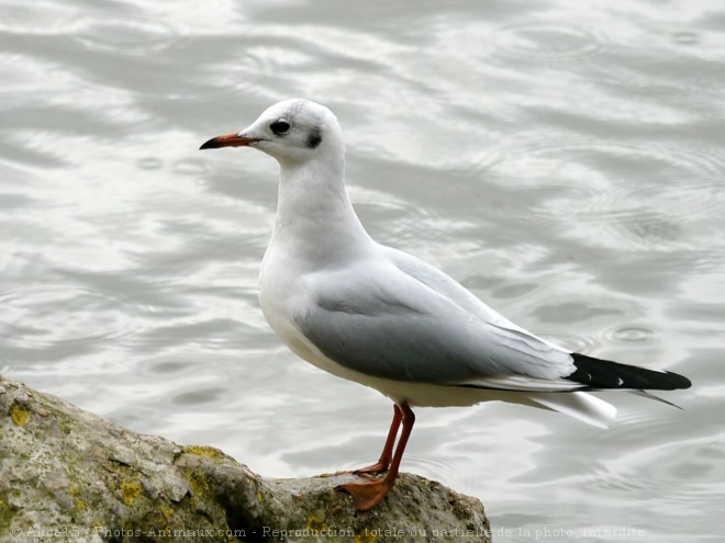 Photo de Mouette