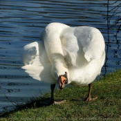 Photo de Cygne