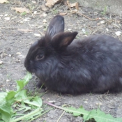 Photo de Lapin