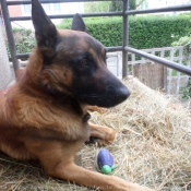 Photo de Berger belge malinois