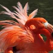 Photo de Flamand rose