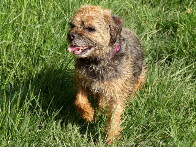 Photo de Border terrier