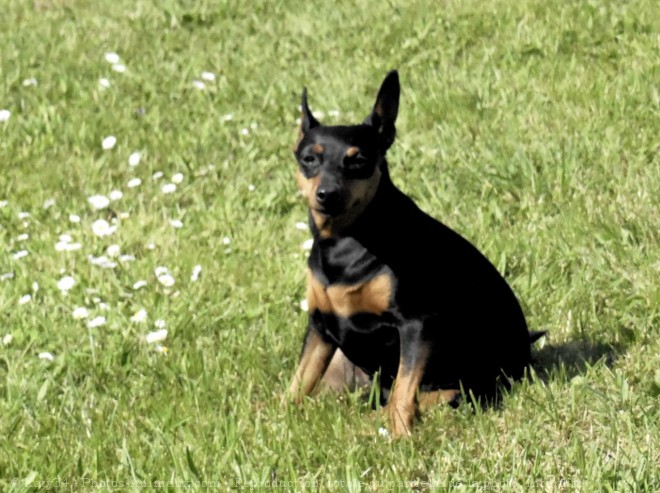 Photo de Pinscher nain