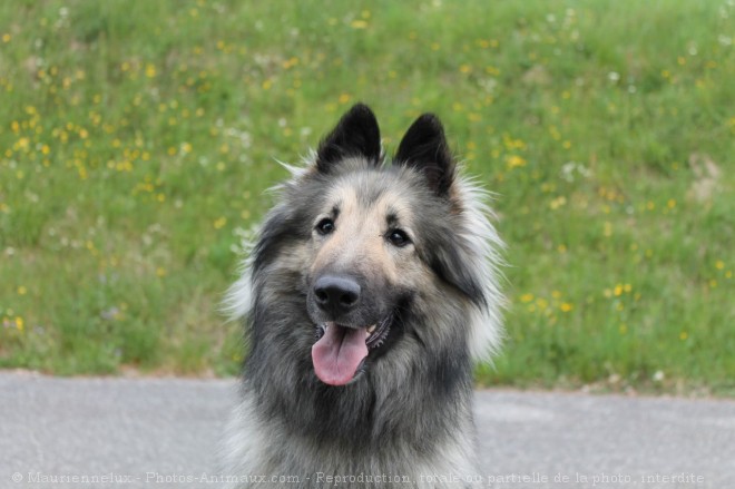 Photo de Berger belge tervueren