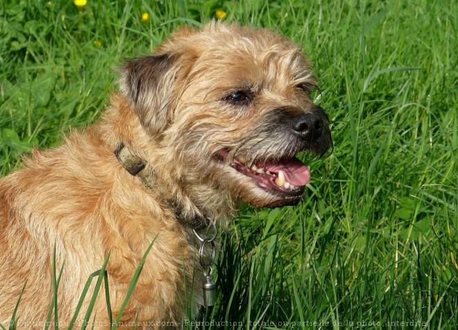 Photo de Border terrier