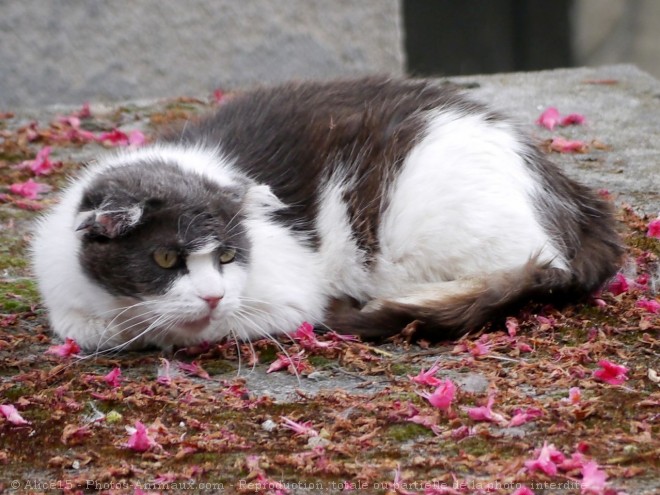 Photo de Chat domestique