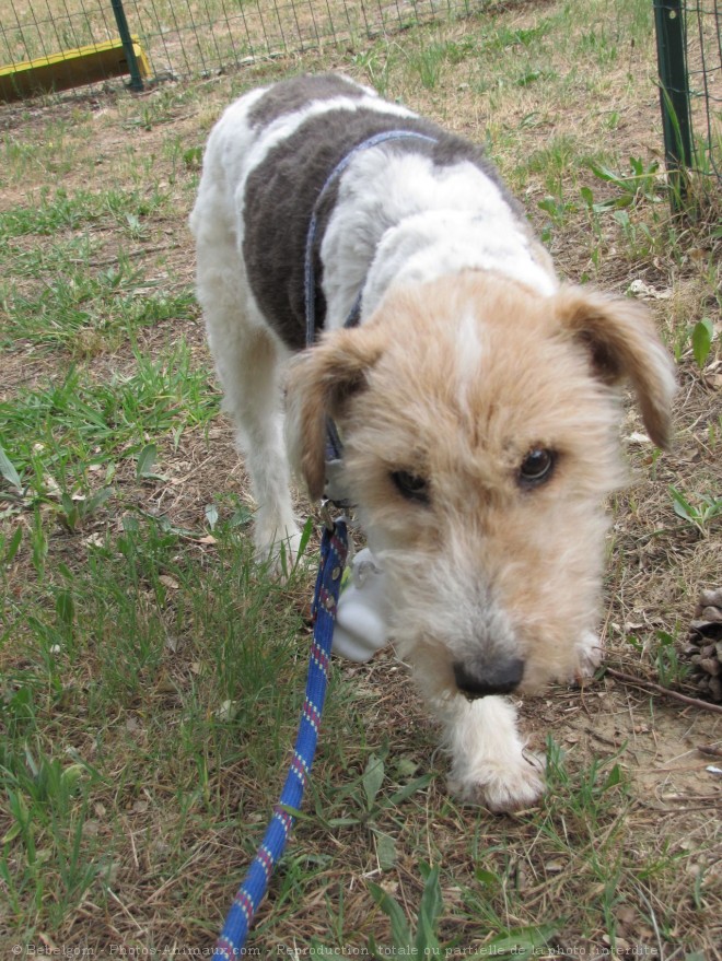 Photo de Fox terrier  poil dur