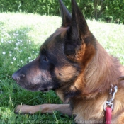 Photo de Berger belge malinois