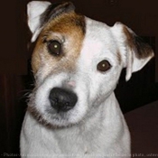 Photo de Parson russell terrier