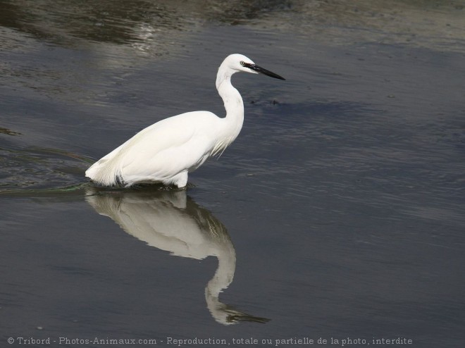 Photo d'Aigrette