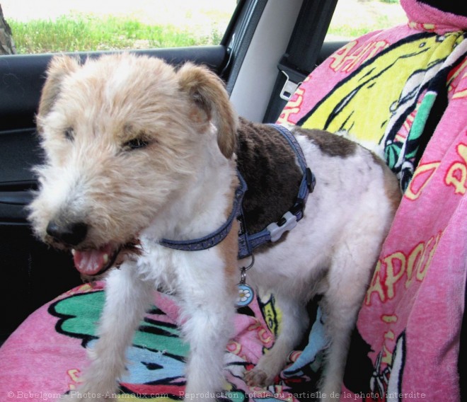 Photo de Fox terrier  poil dur