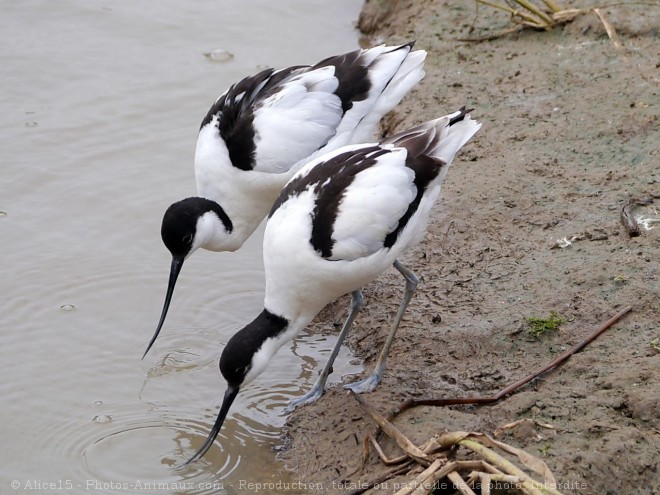 Photo d'Avocette