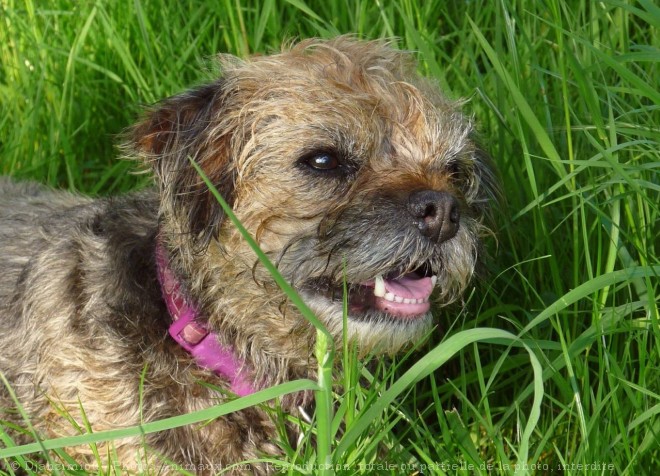 Photo de Border terrier