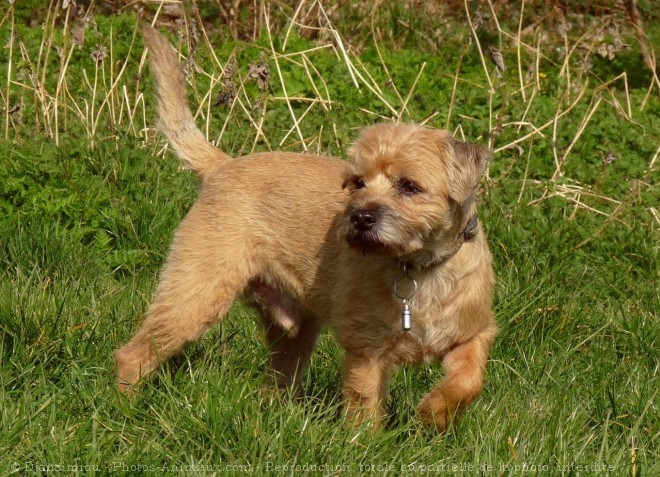 Photo de Border terrier