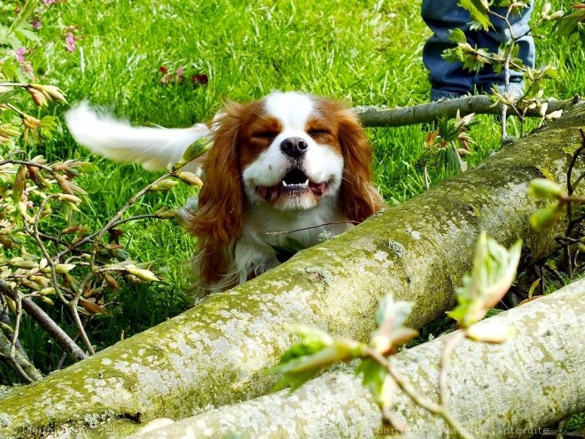 Photo de Cavalier king charles spaniel