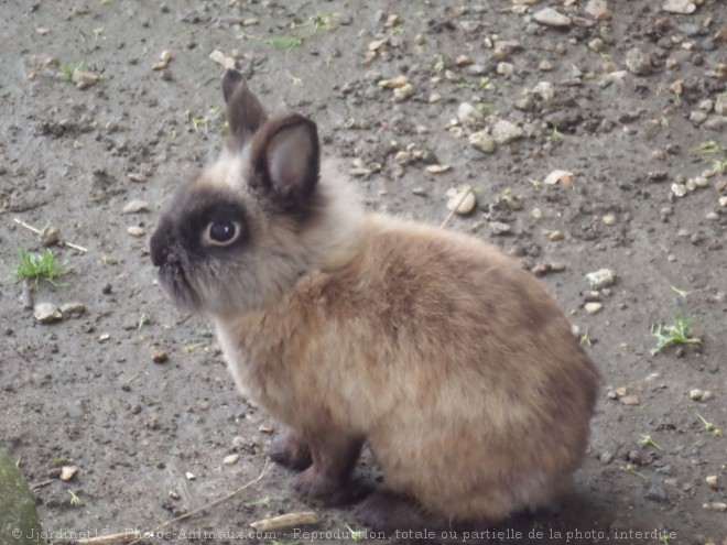 Photo de Lapin