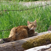 Photo de Chat domestique