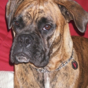 Photo de Boxer