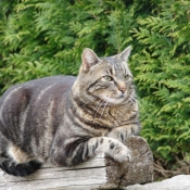 Photo de Chat domestique