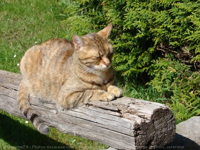 Photo de Chat domestique