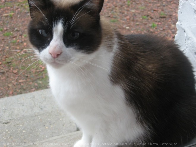 Photo de Chat domestique